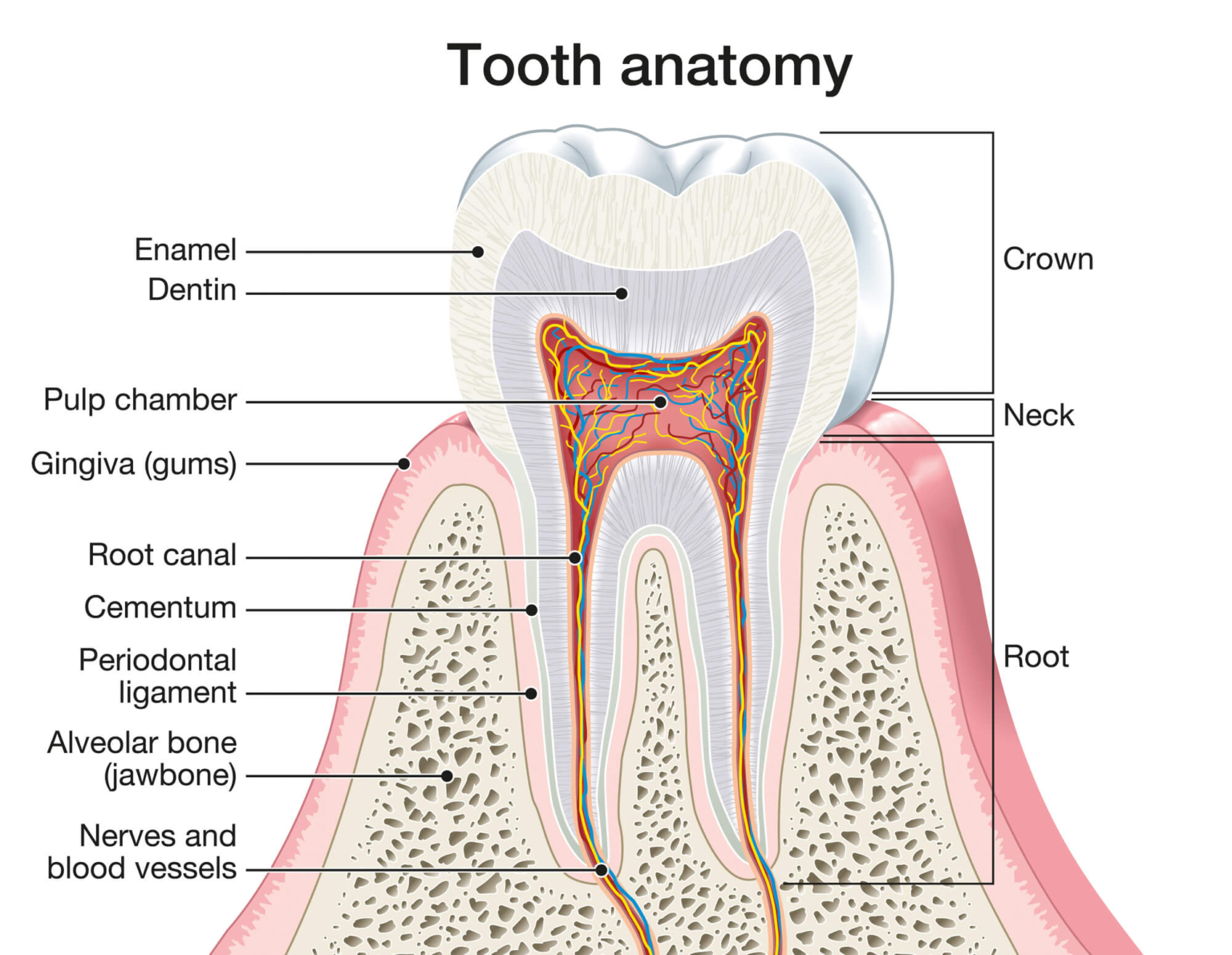 Tooth Top Tooth Cavity Pain Relief - Dentist in Whittier | Whittier Square ...